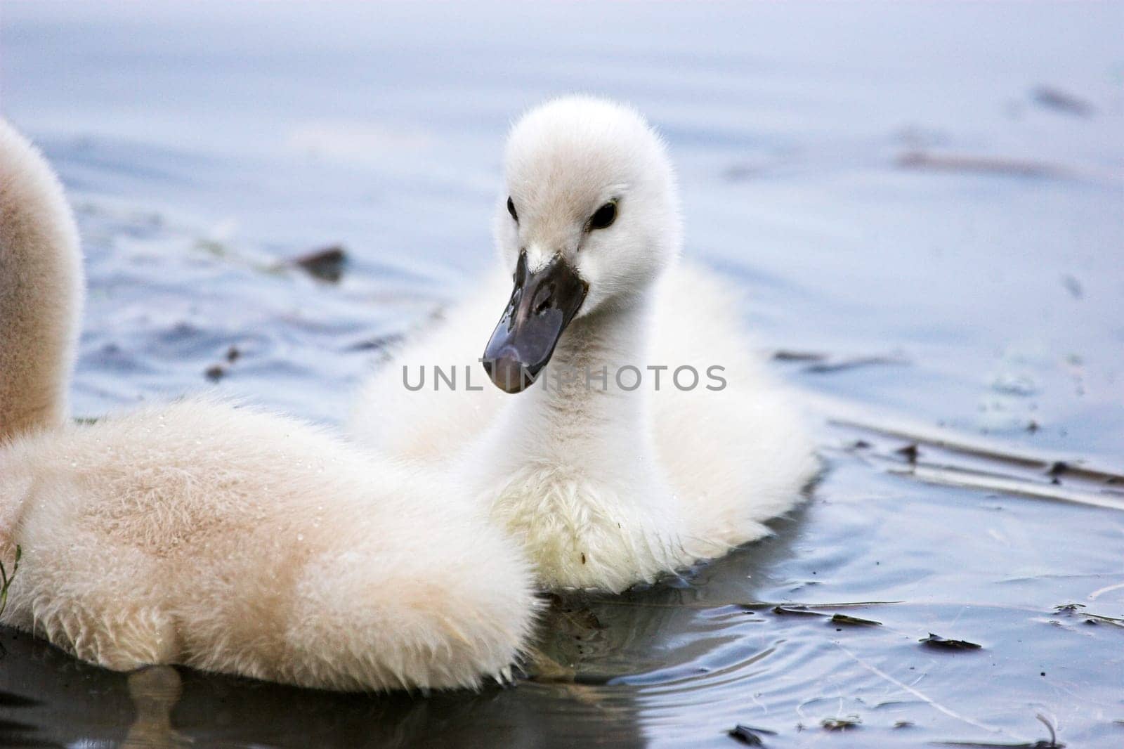 Baby II