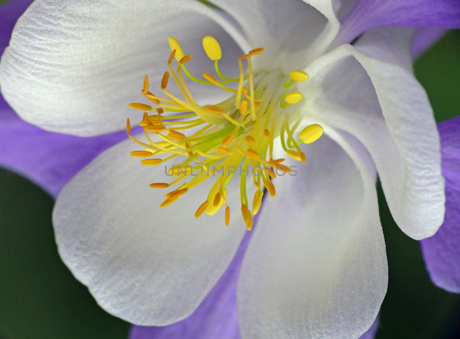 Columbine (sugar bells,lady's cup,eagle's flower) ---- In the Middle Ages,the five hook-shaped spurs of the flowers were compared to the claws of the eagle (lat. Aquila). This explains the scientific (Aquilegia) and the German name (Akelei) of the Blu