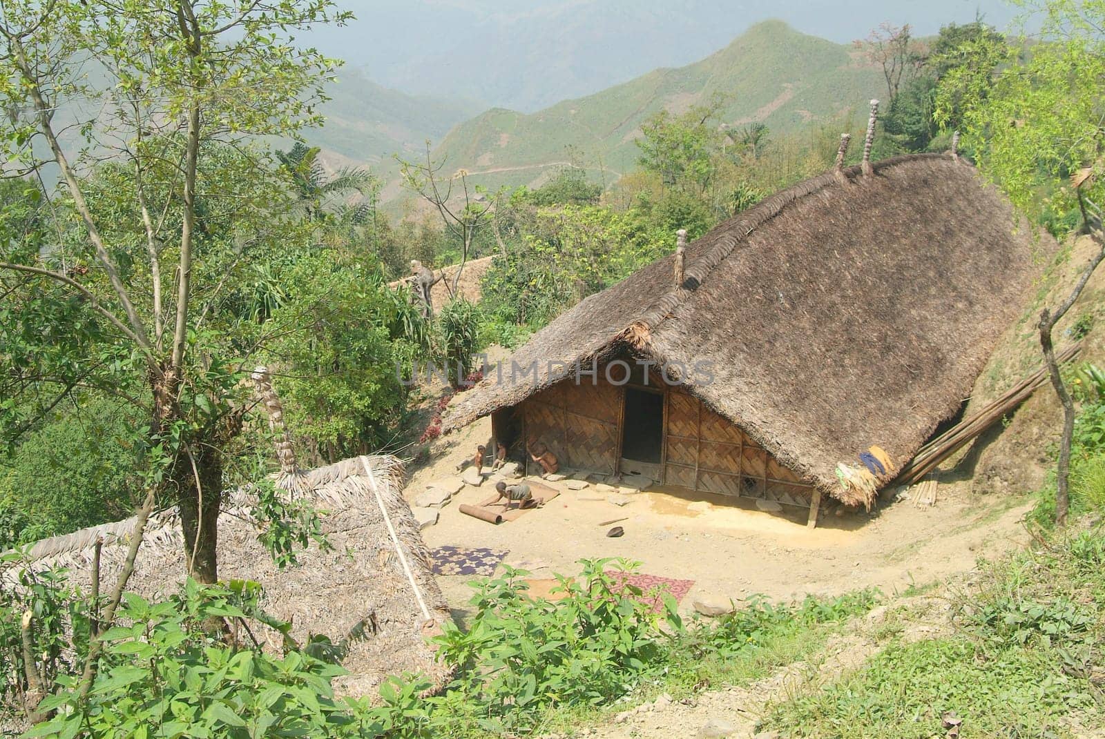 Jungle House