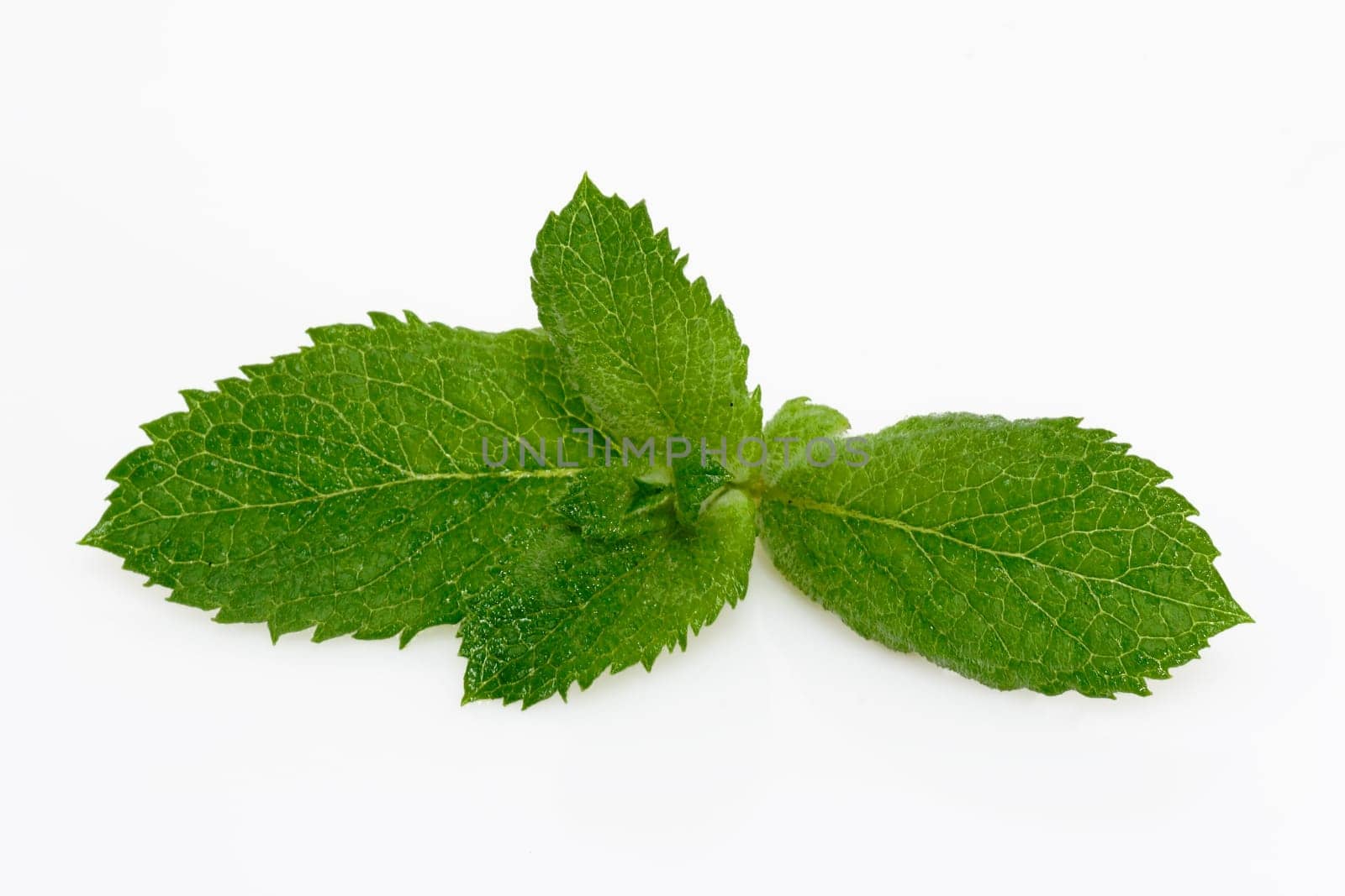 Peppermint