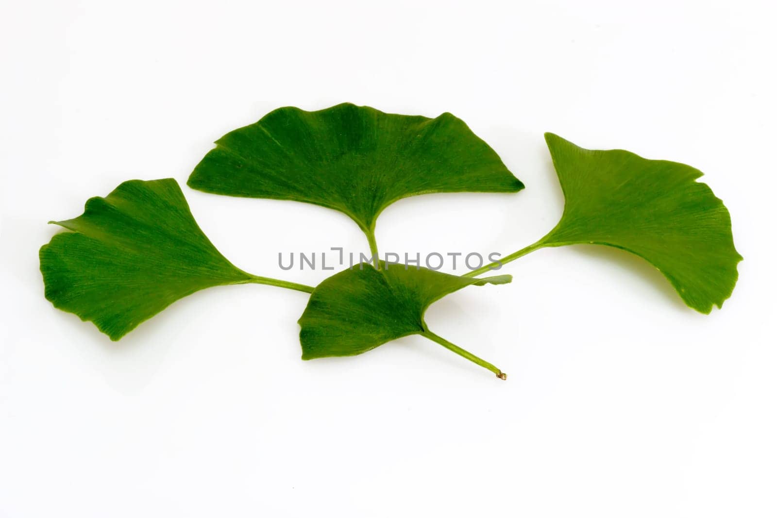 Gingko leaves