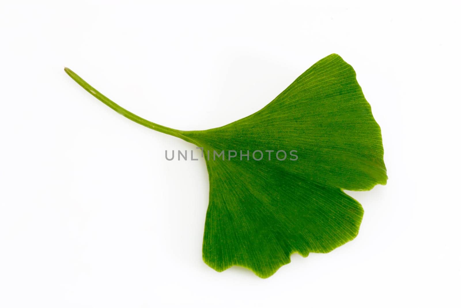 Gingko leaf