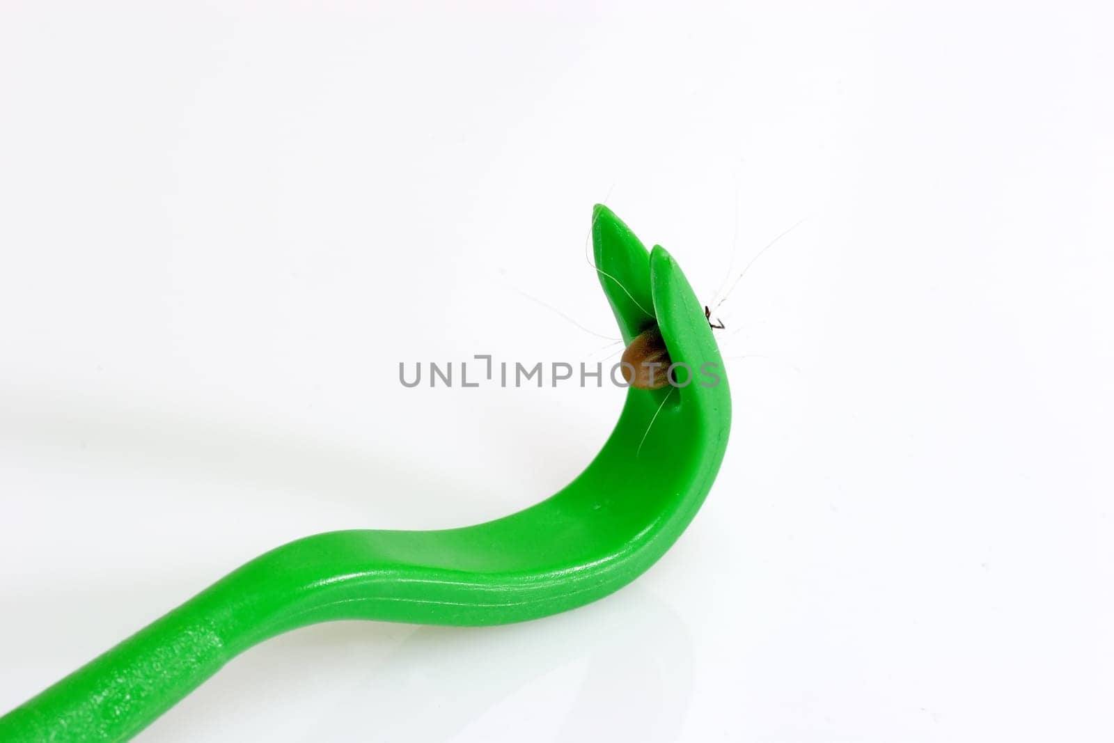 Parasite
