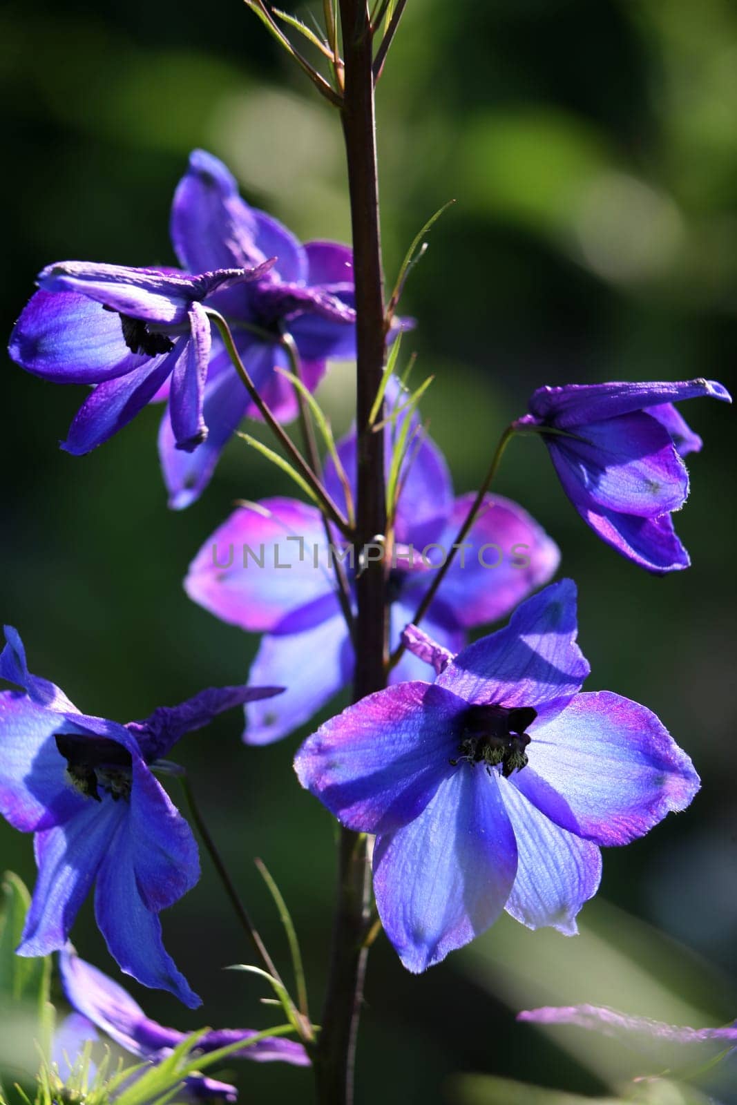 Larkspur