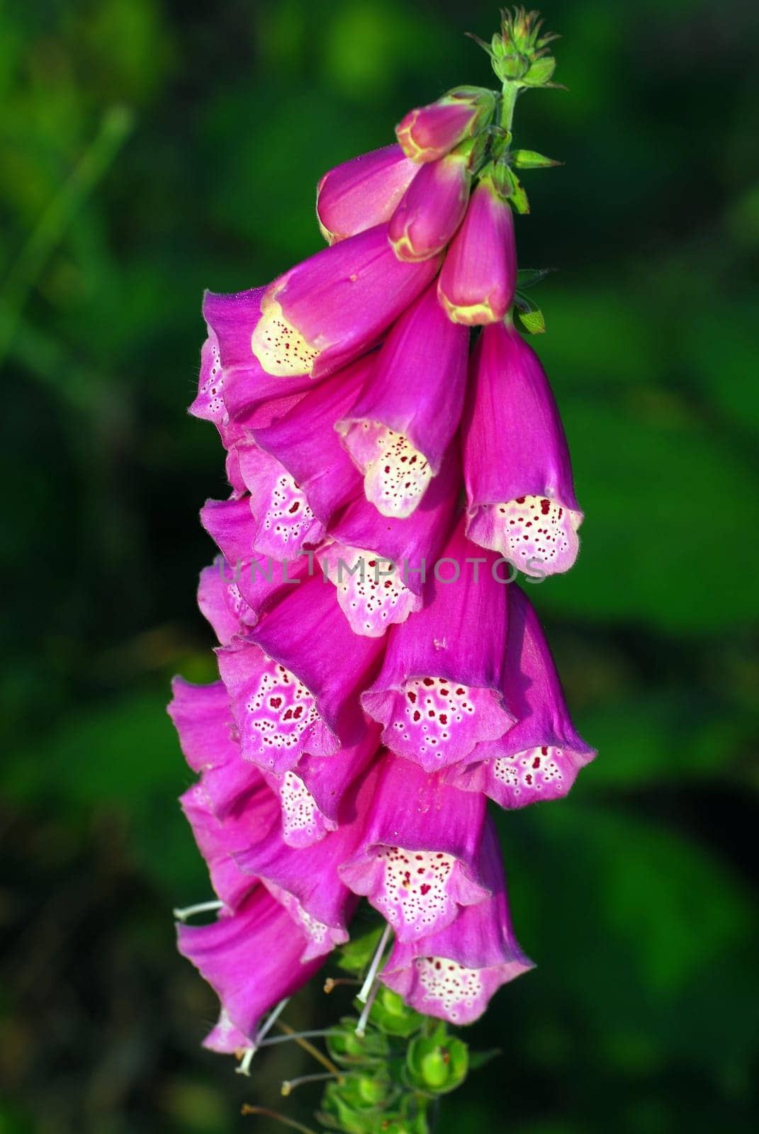 Digitalis in the morning light
