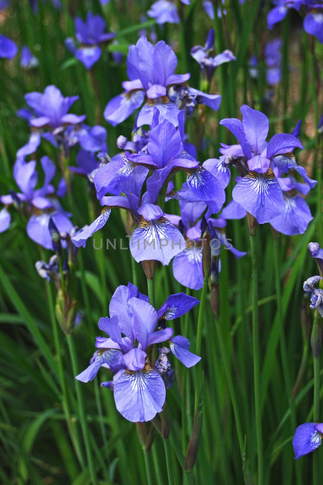 Meadow iris