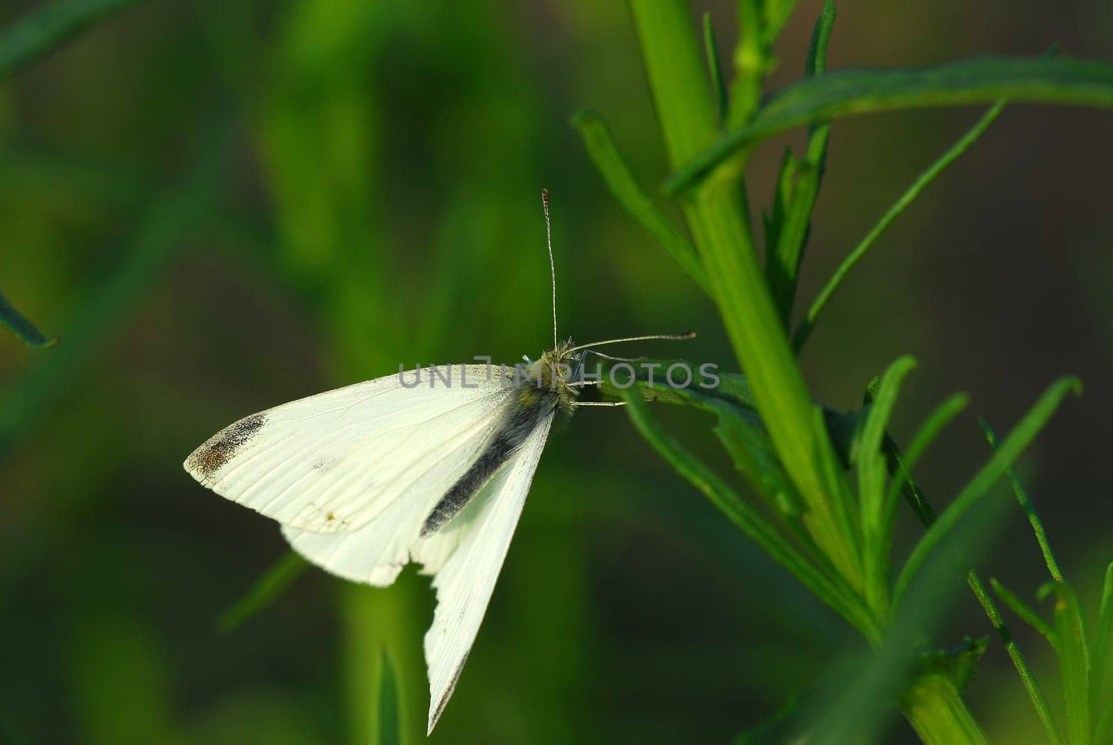Cabbage white