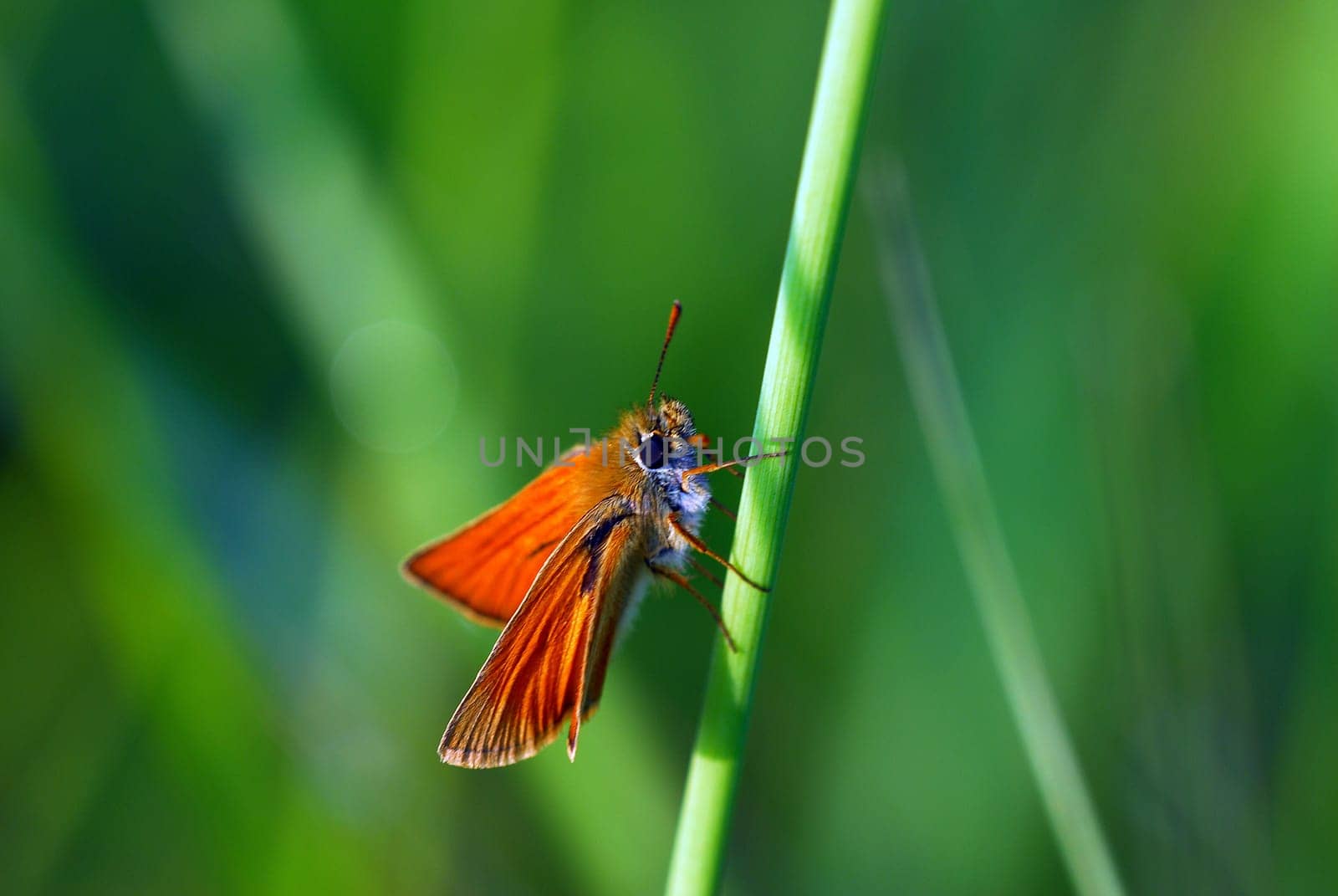 Skipper