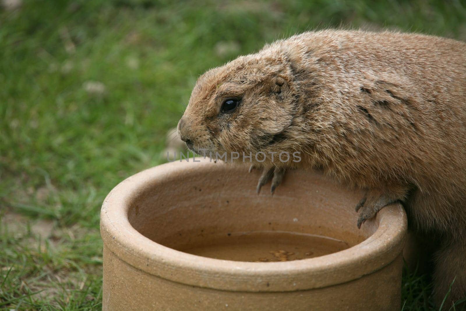 Prairie dog at the water bowl
