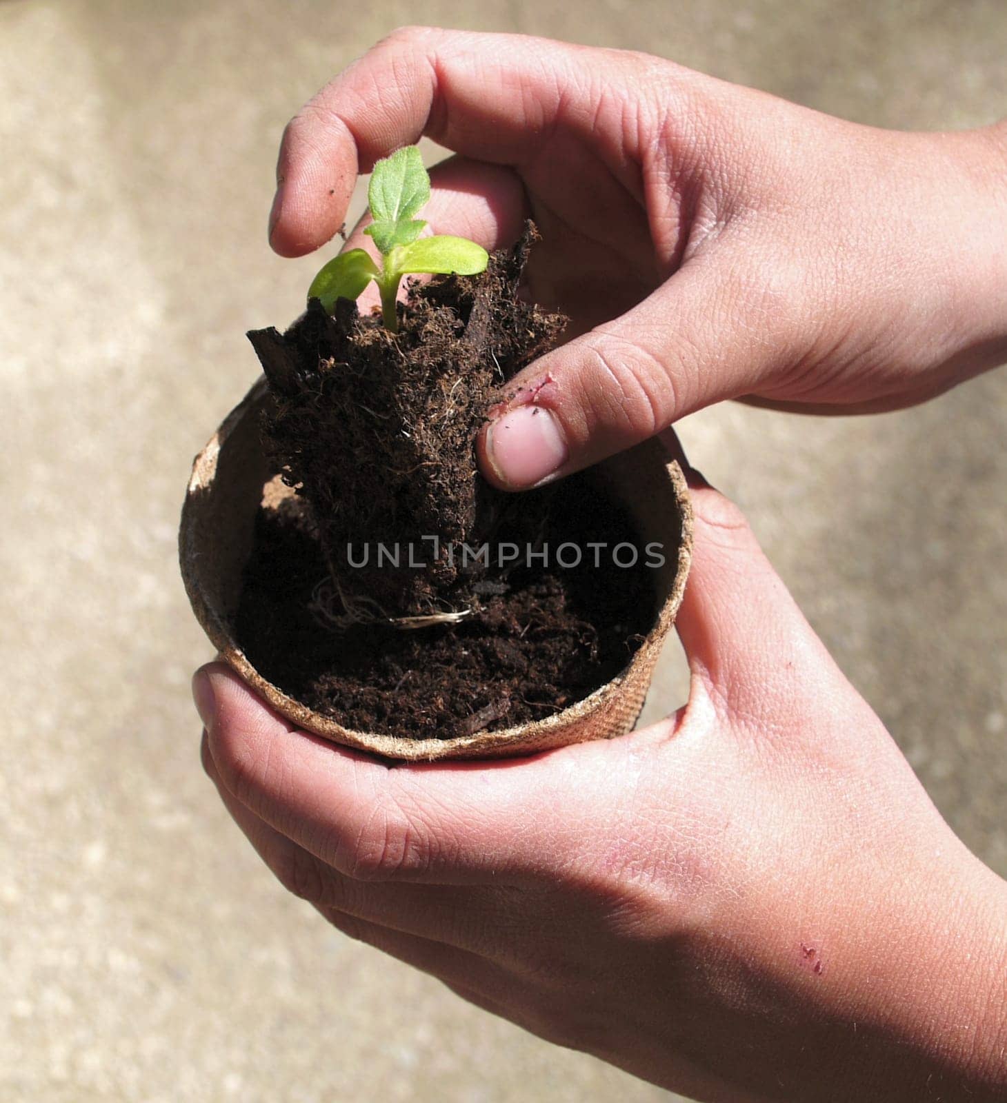 Planting plants