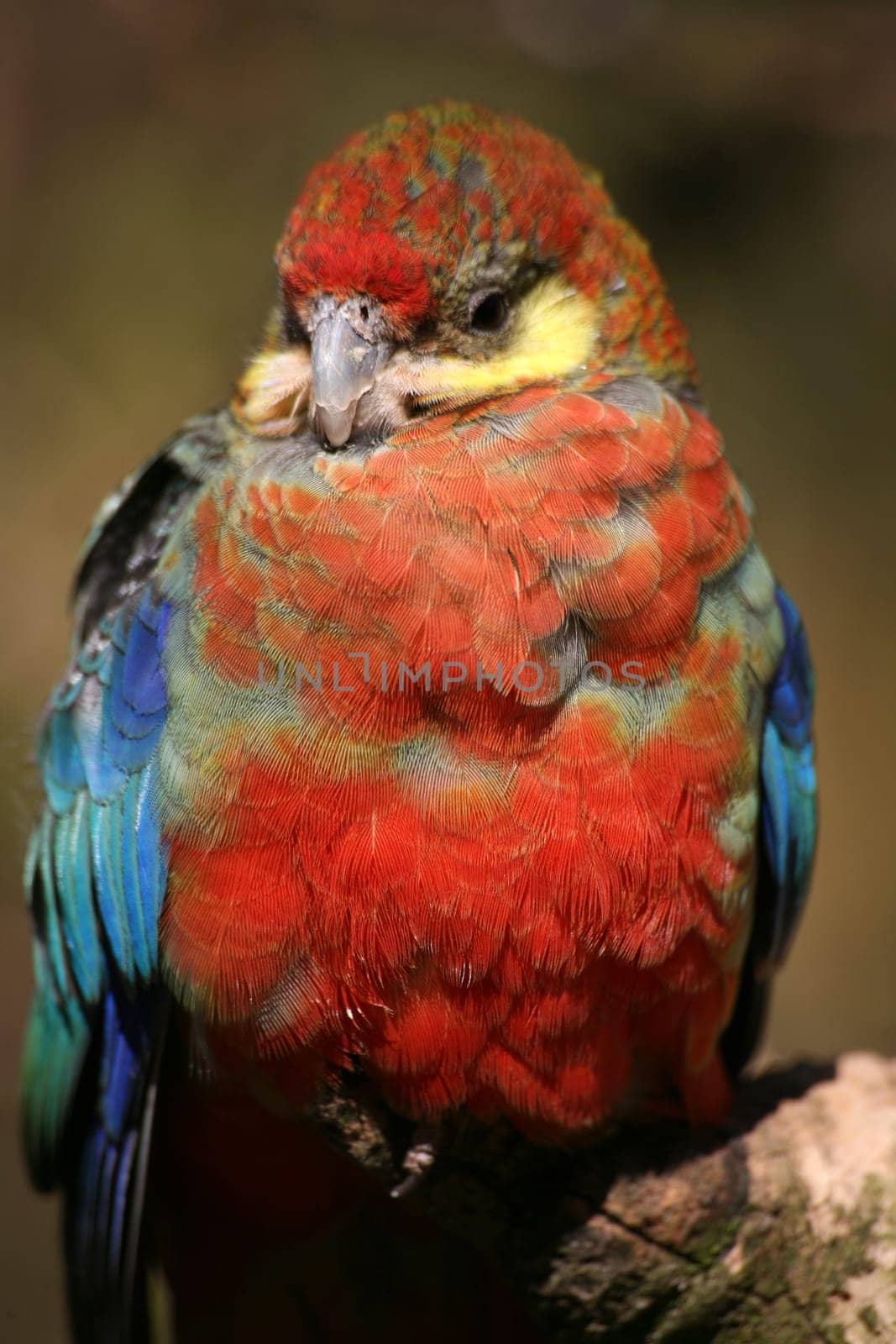 Platycercus eximius