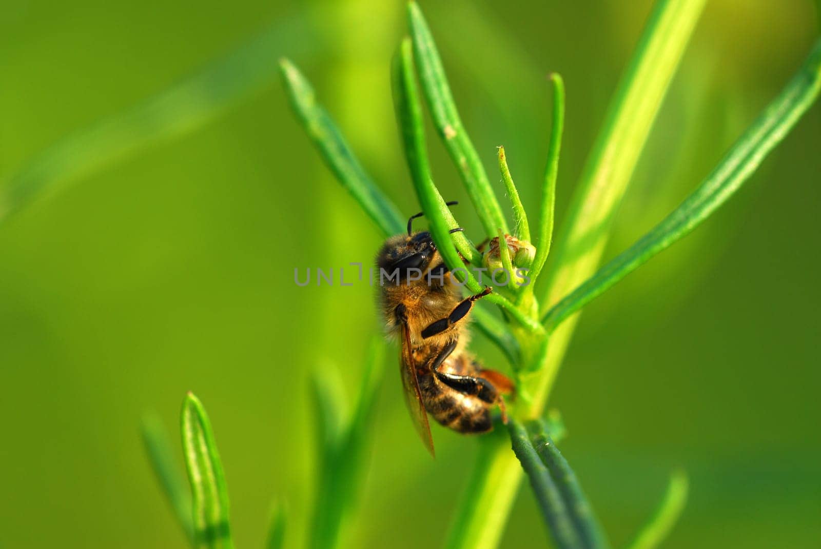 Bee in the morning