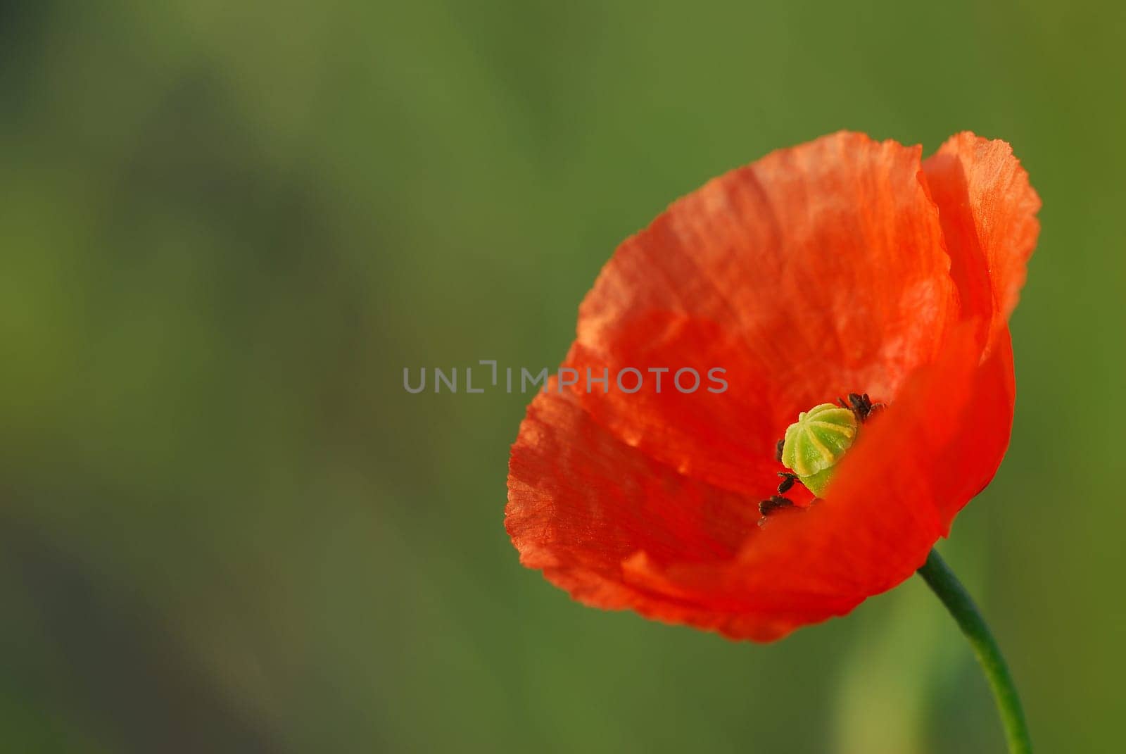 Poppy