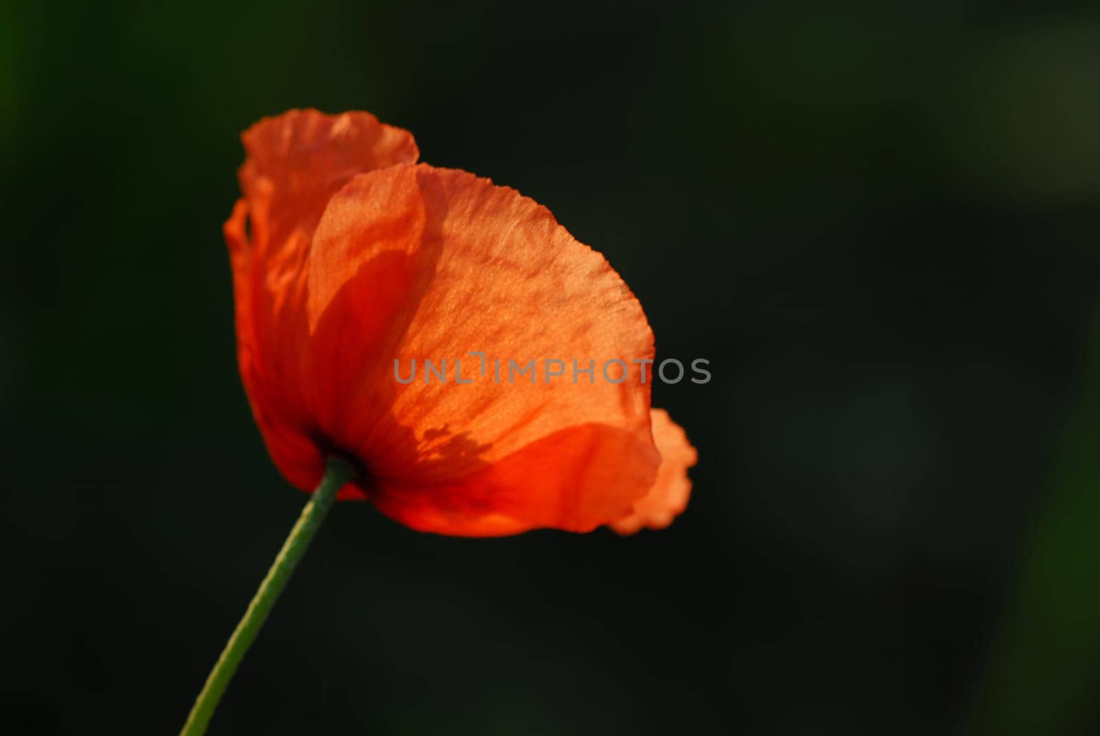 Poppy plant