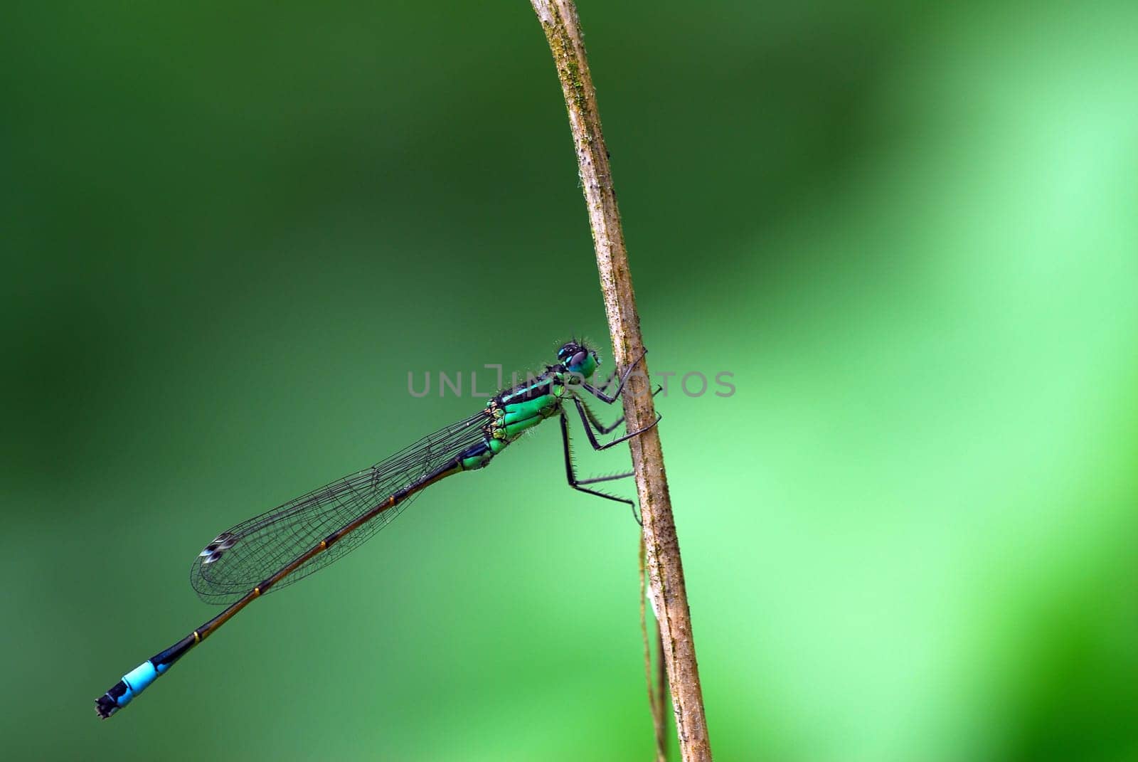 Stick dragonfly