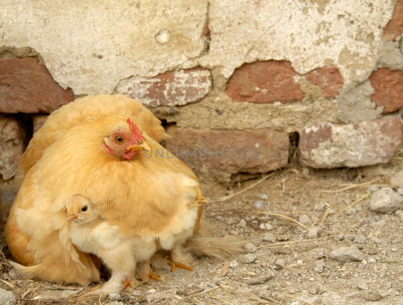 Under Mama's plumage we feel safe