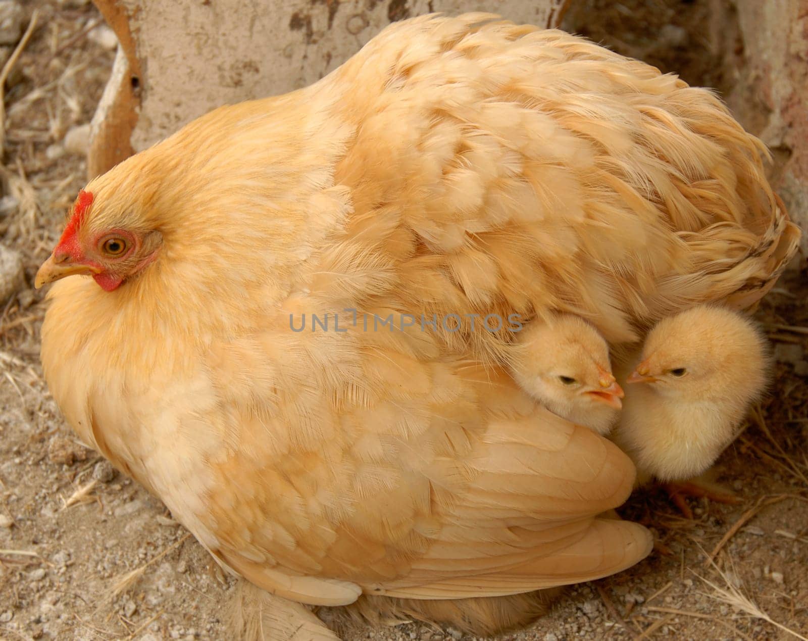 Or: What have I hatched there again  A hen and her bickering chicks