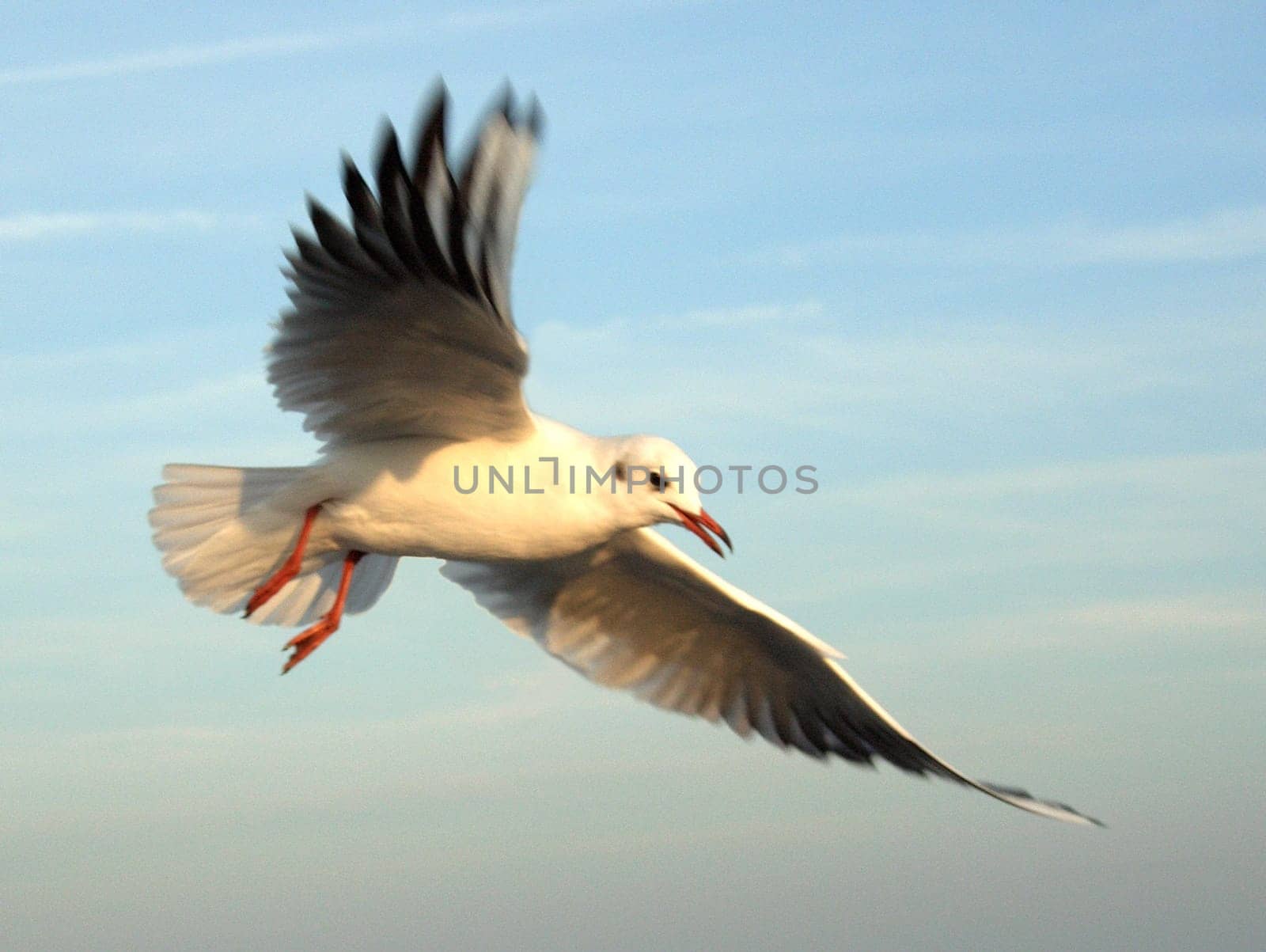 Gull