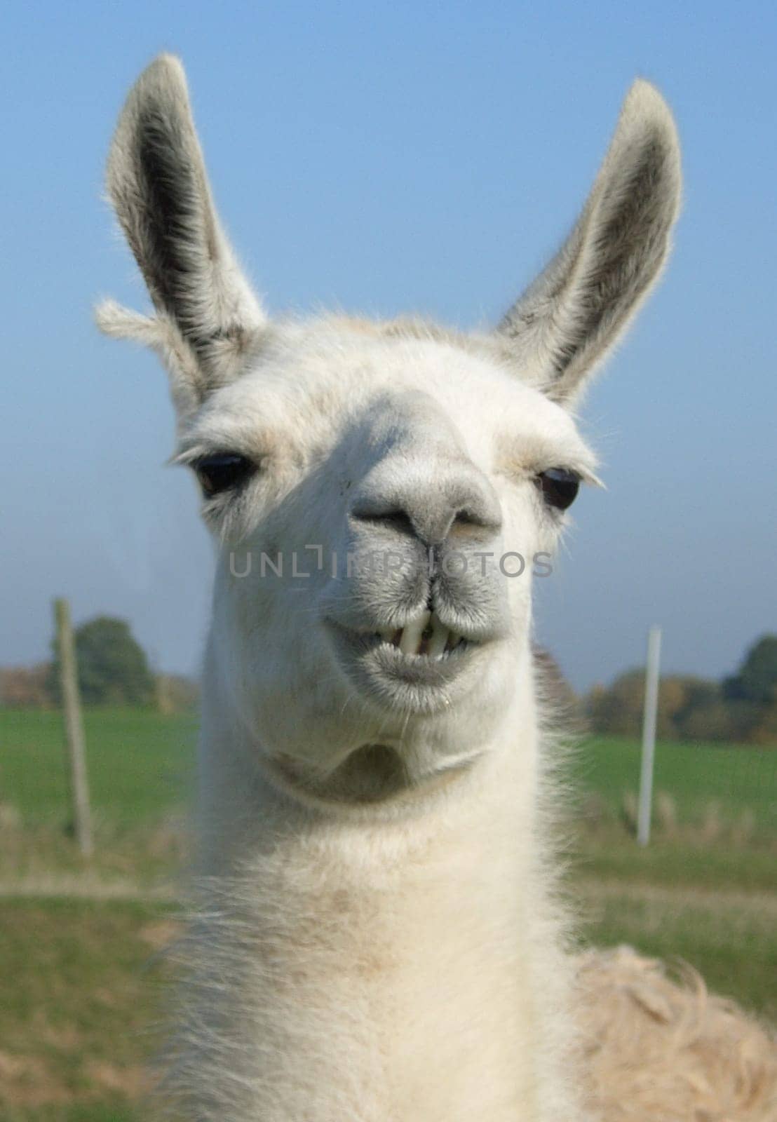 Lama