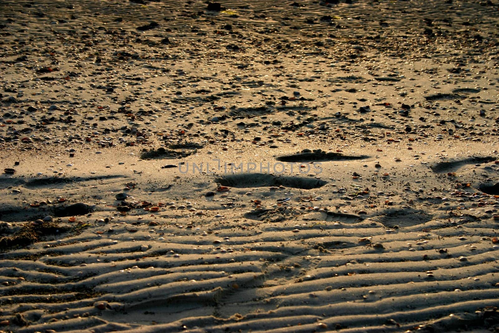... seen on the island of Föhr