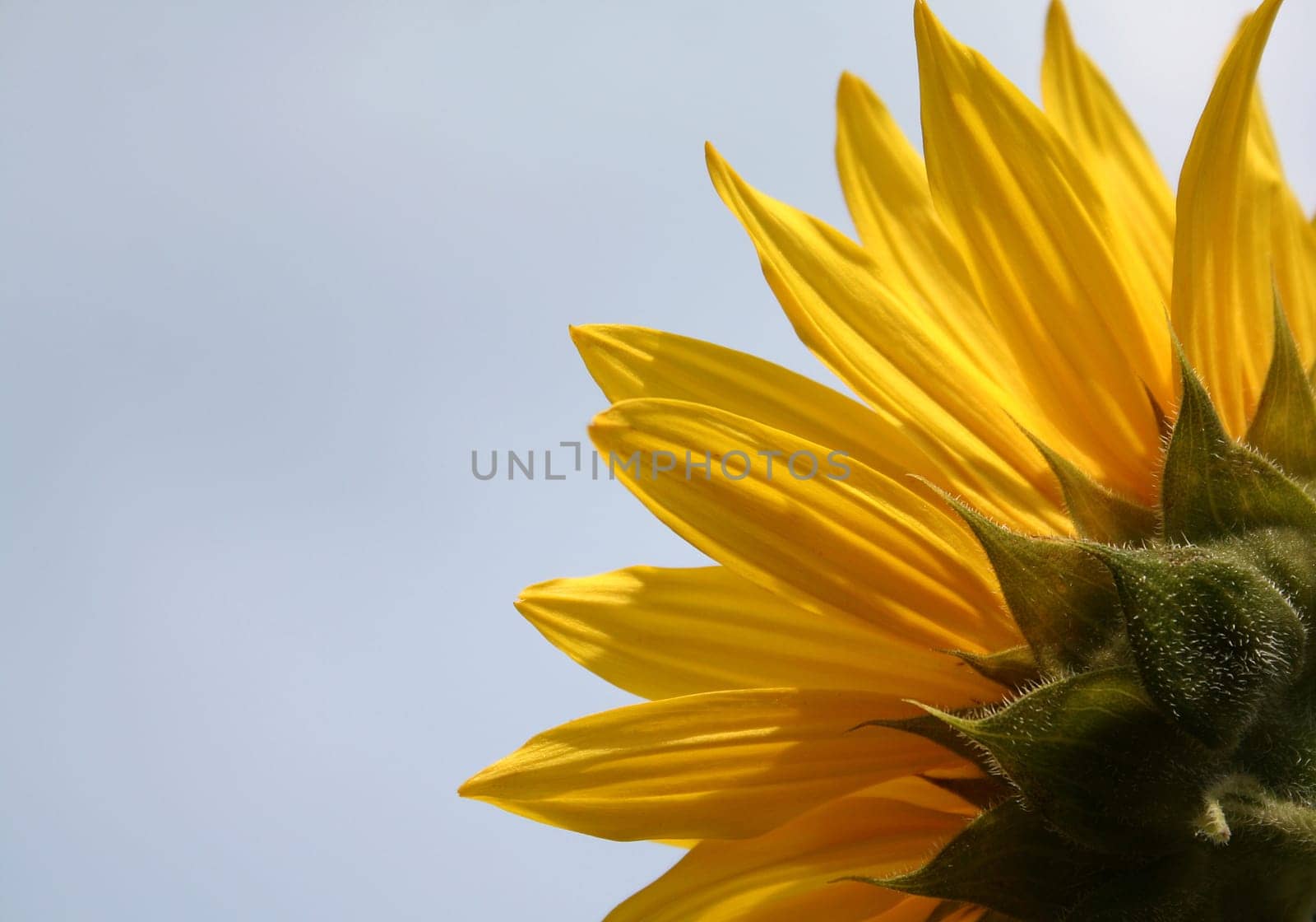 nature Sun