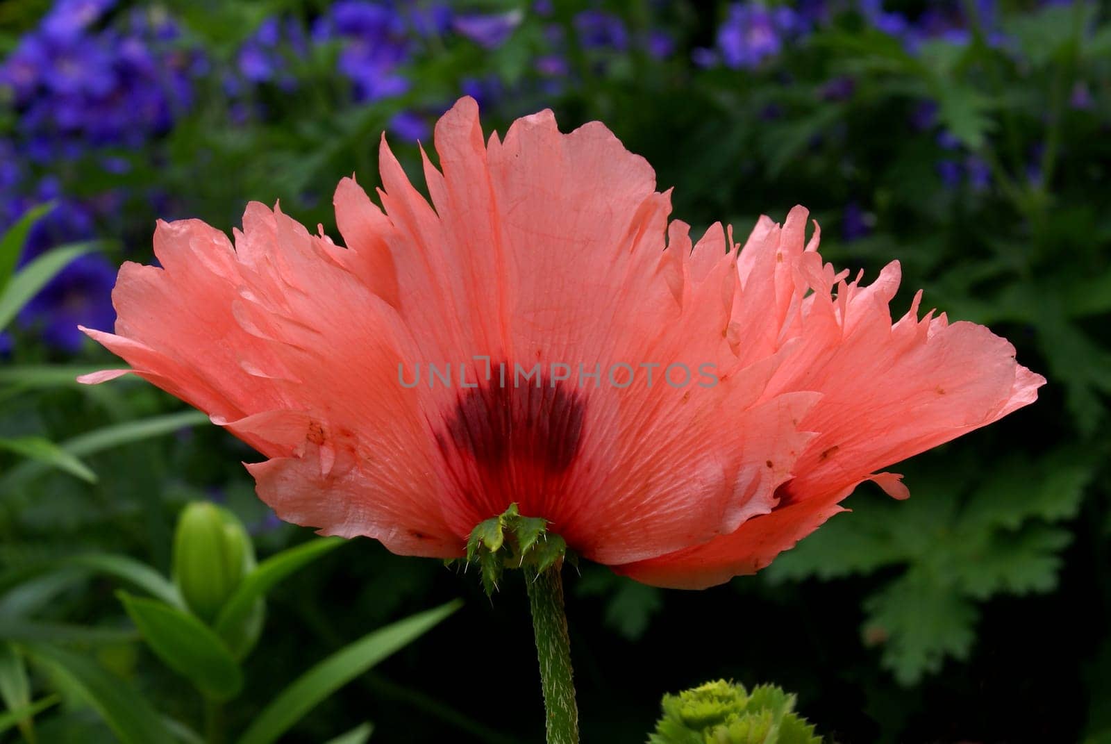 Feathered beauty