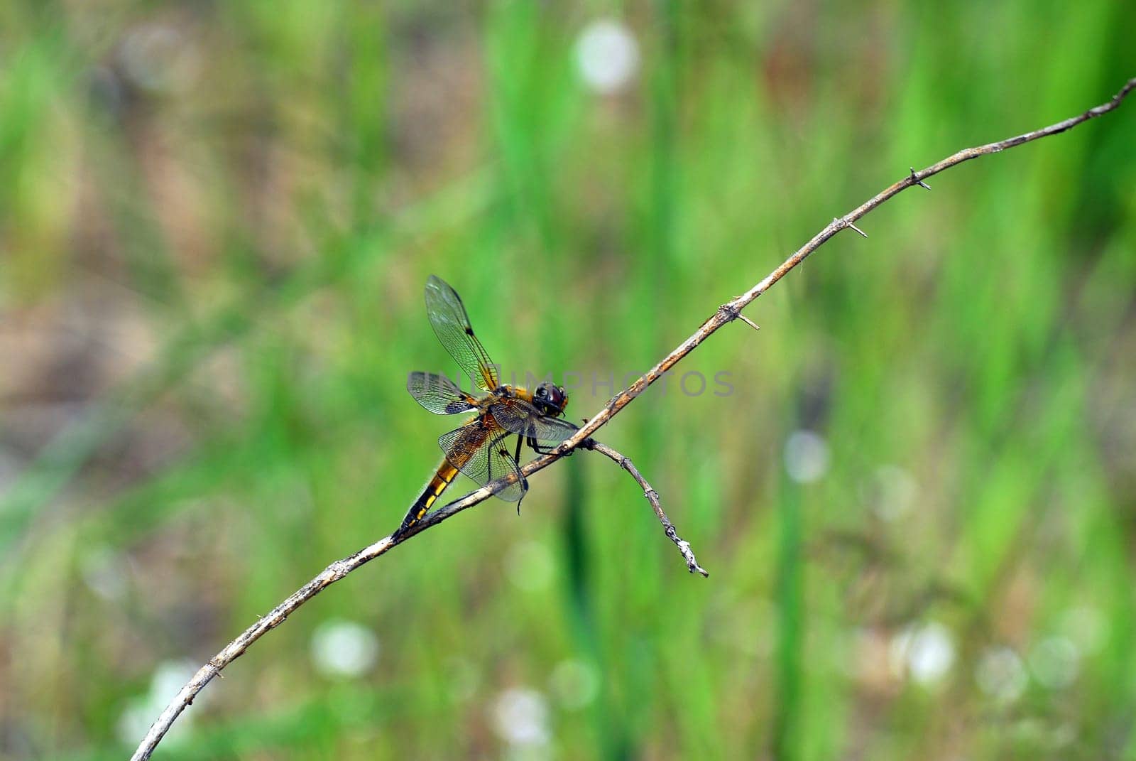 Dragonfly in the countryside