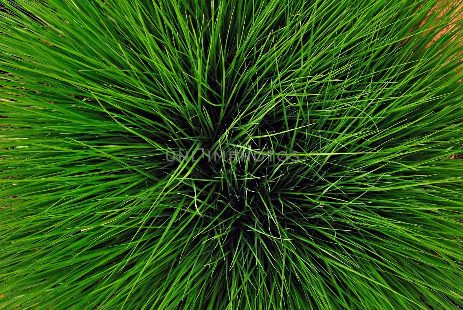 Green IIX