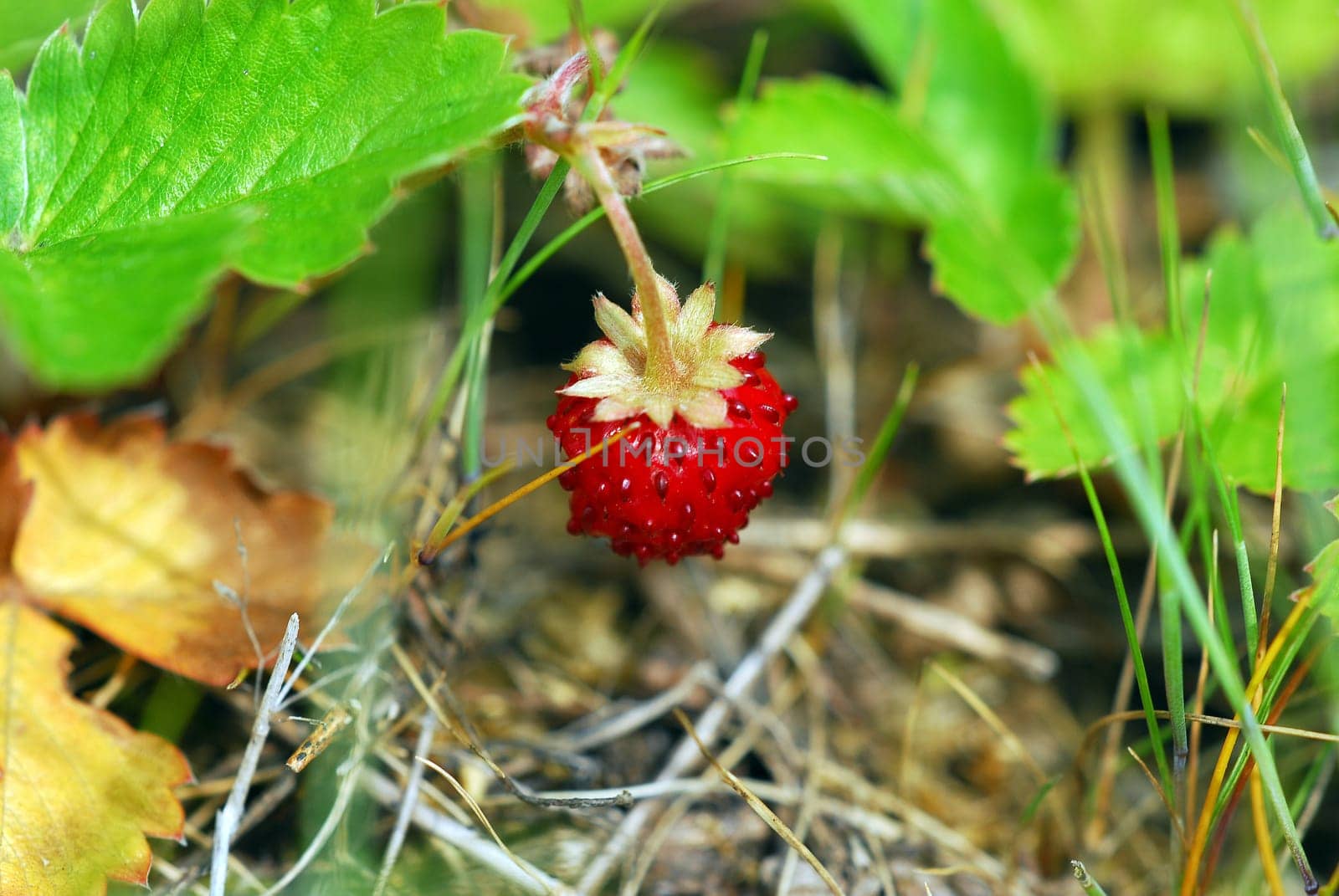 wild strawberry