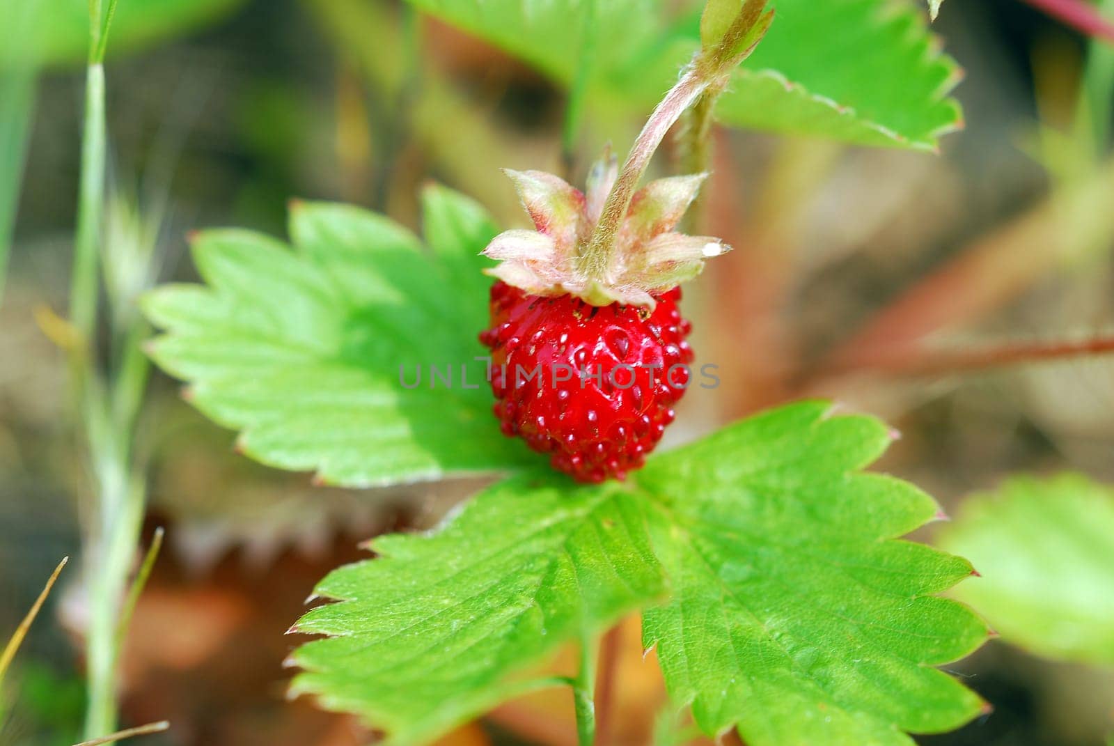 Woodland strawberry