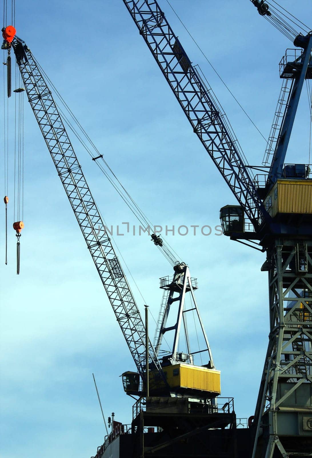 Yellow Crane2