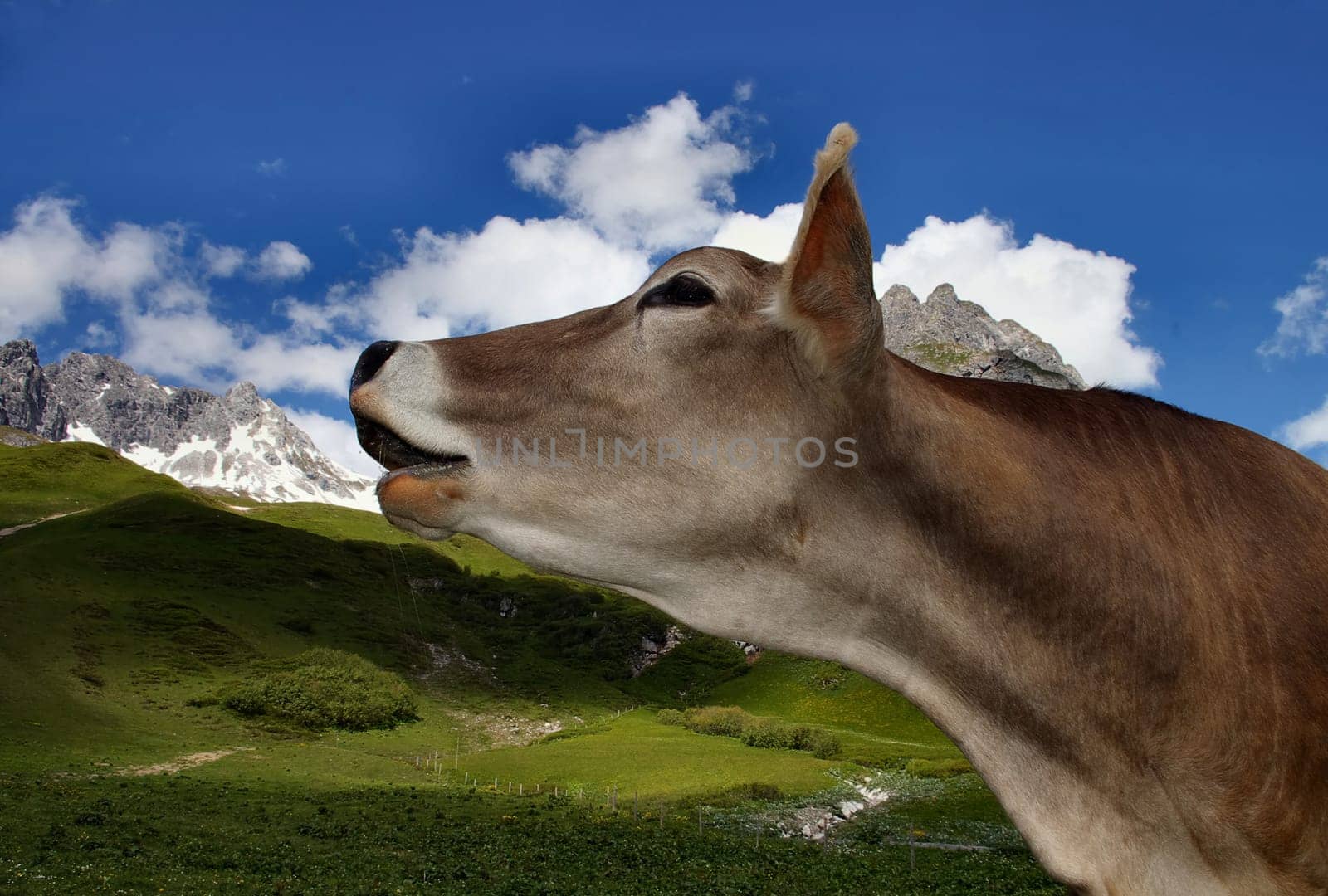 On the alpine pasture,there is no sin