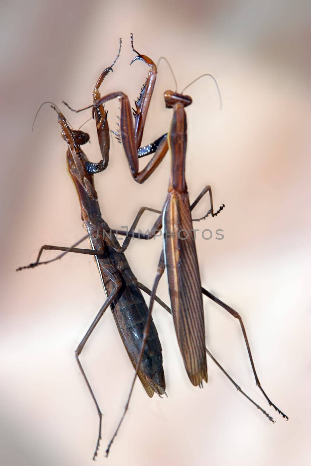 Mantis