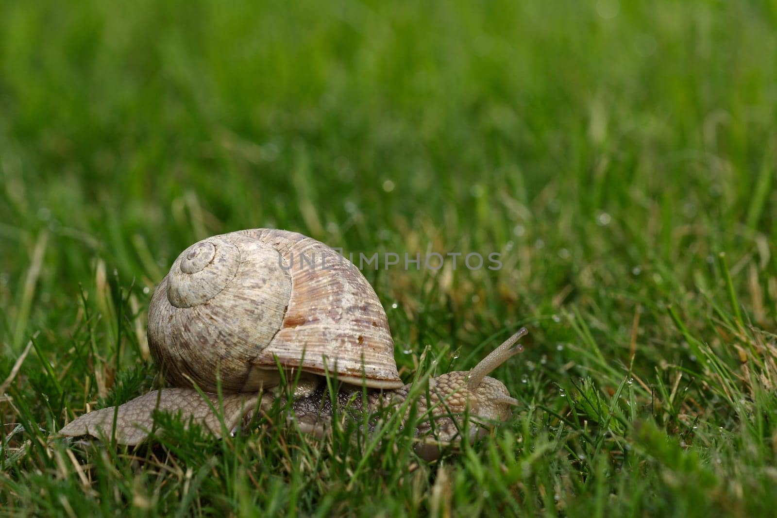 a somewhat elderly snail lady ... and or Mr. o)