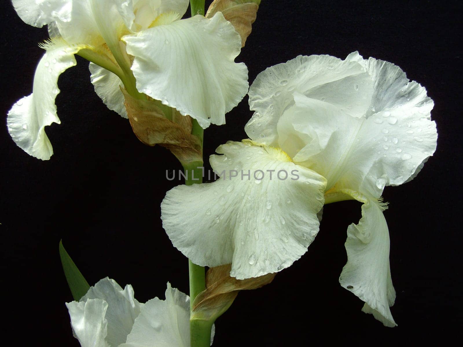 Iris 26
