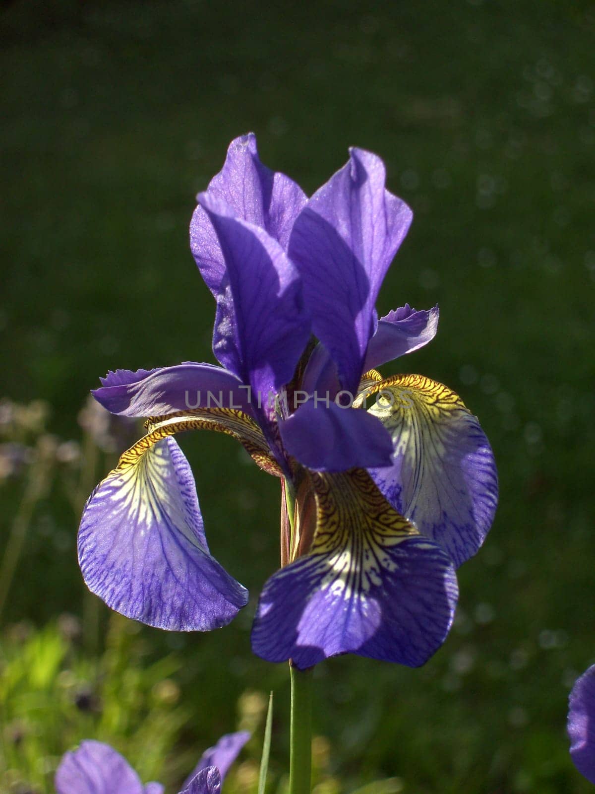 Iris 09