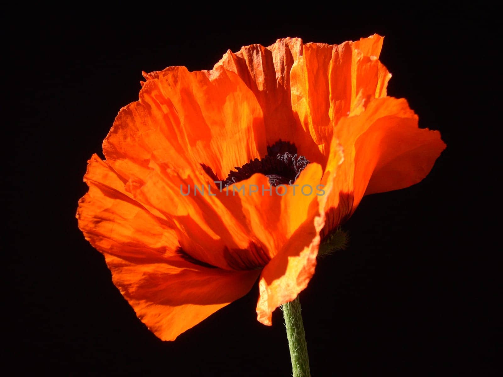 Turkish Poppy 10
