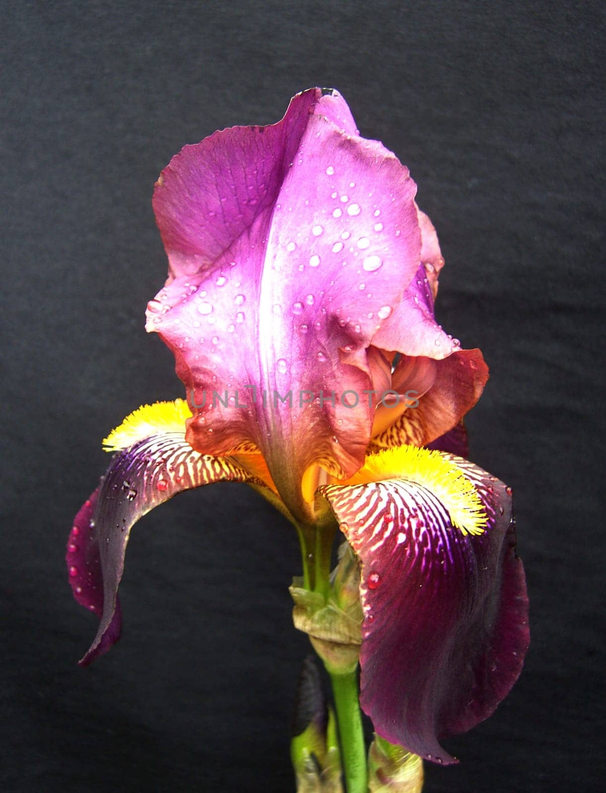 Iris 21