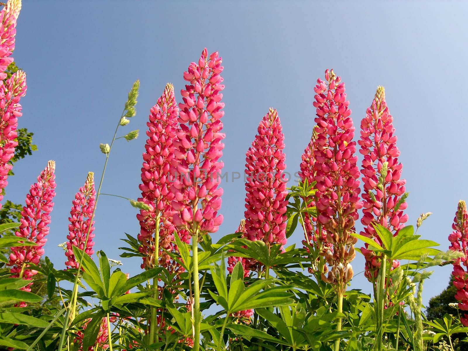 Pink - lupins