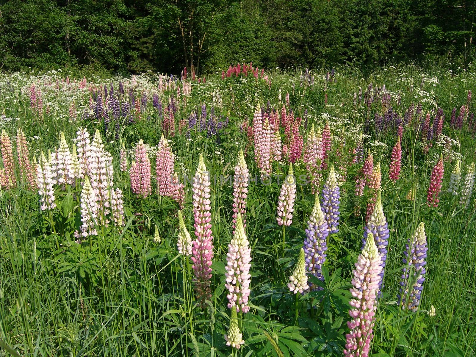 Flower meadow