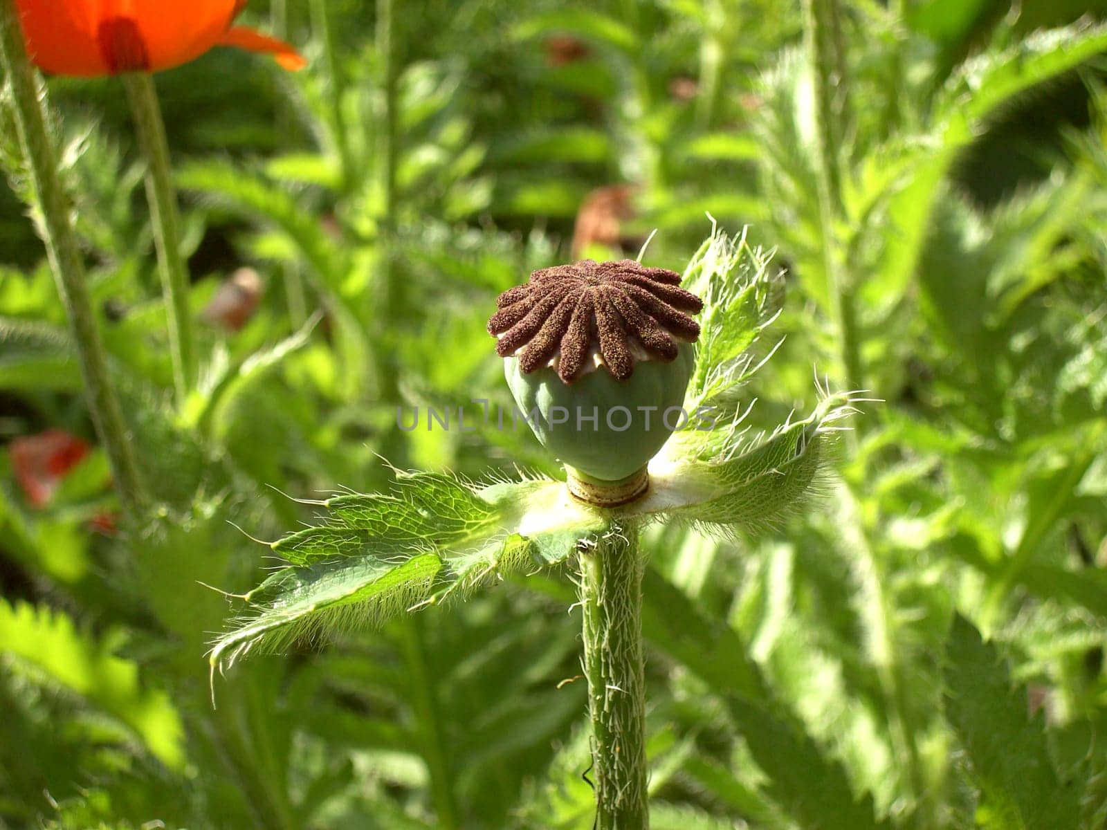 Turkish Poppy 12