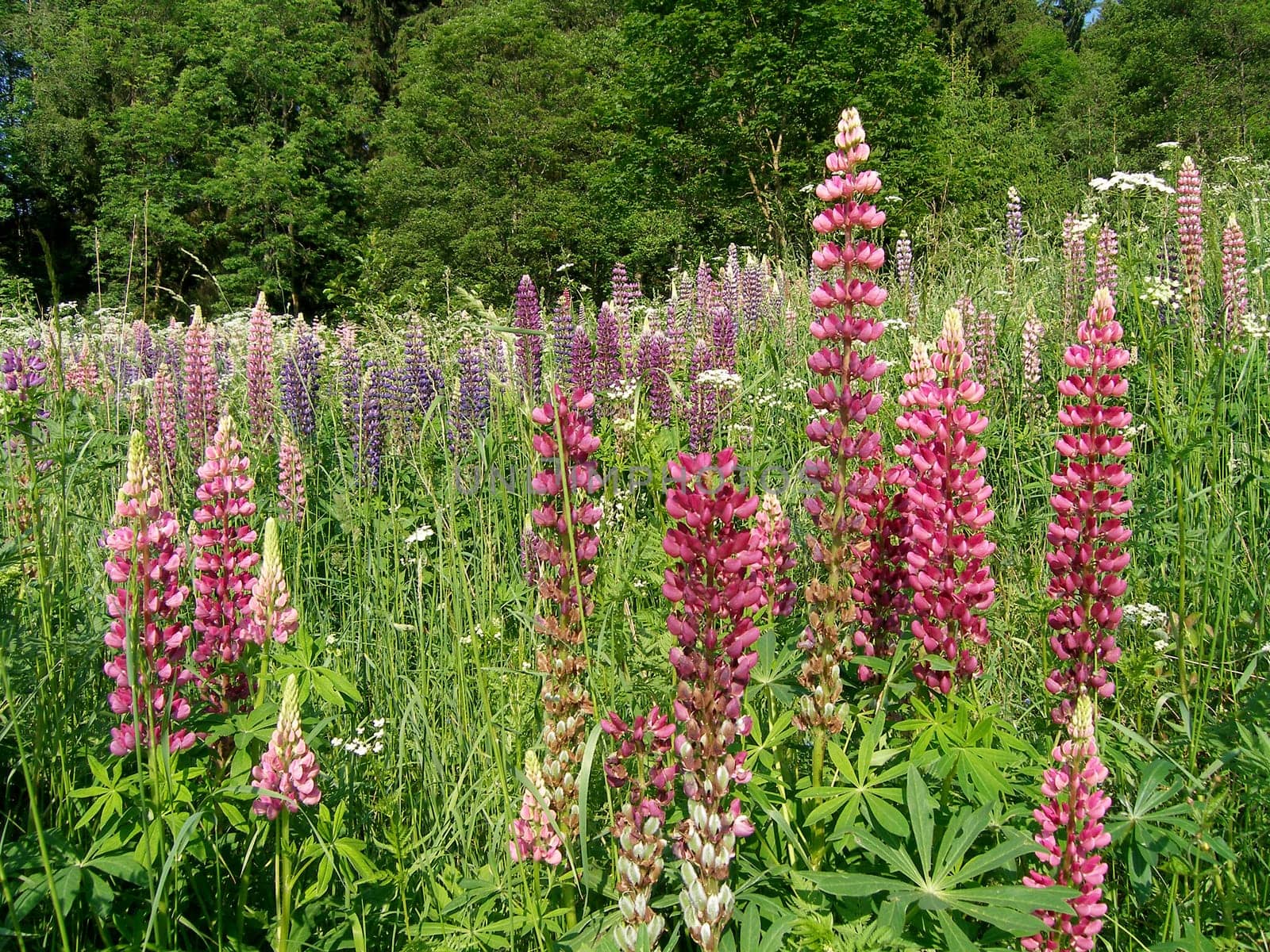 In the meadow