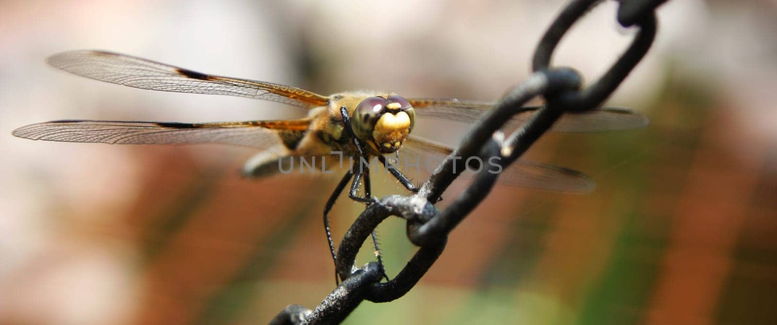 OoOoOoO Four-spotted dragonfly OoOoOoO