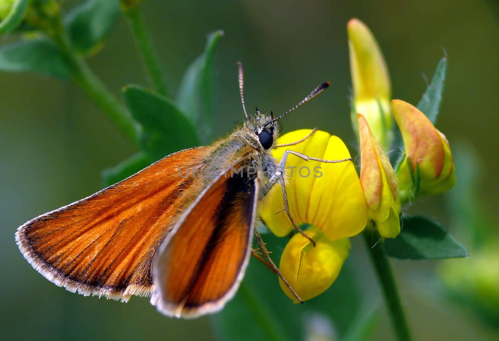 Thymelicus sylvestris (Lotus corniculatus)