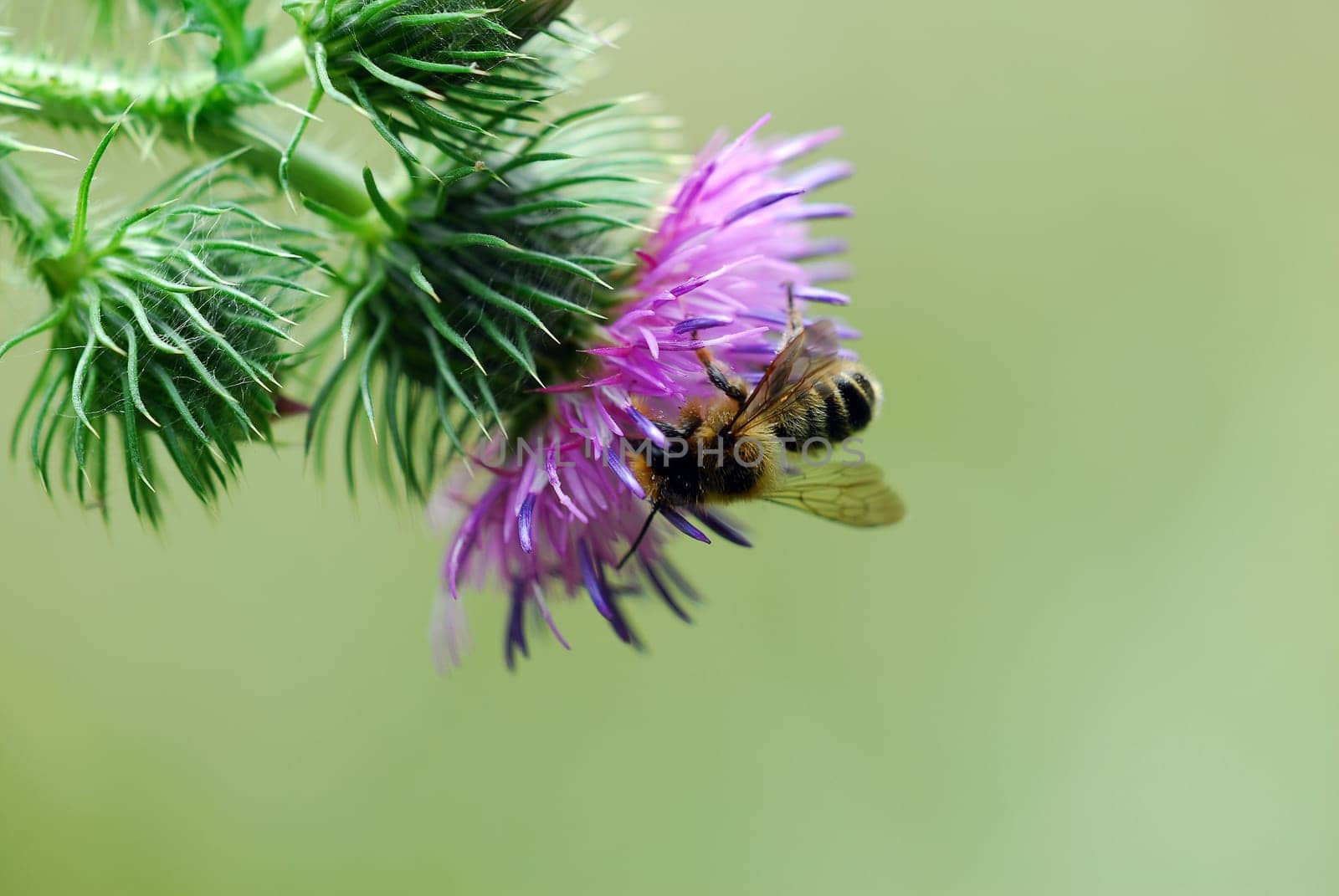 Bee on thistle
