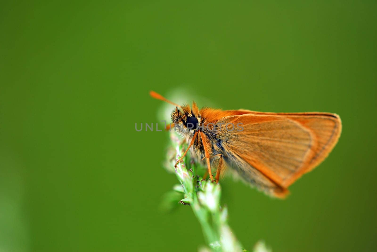 Skipper