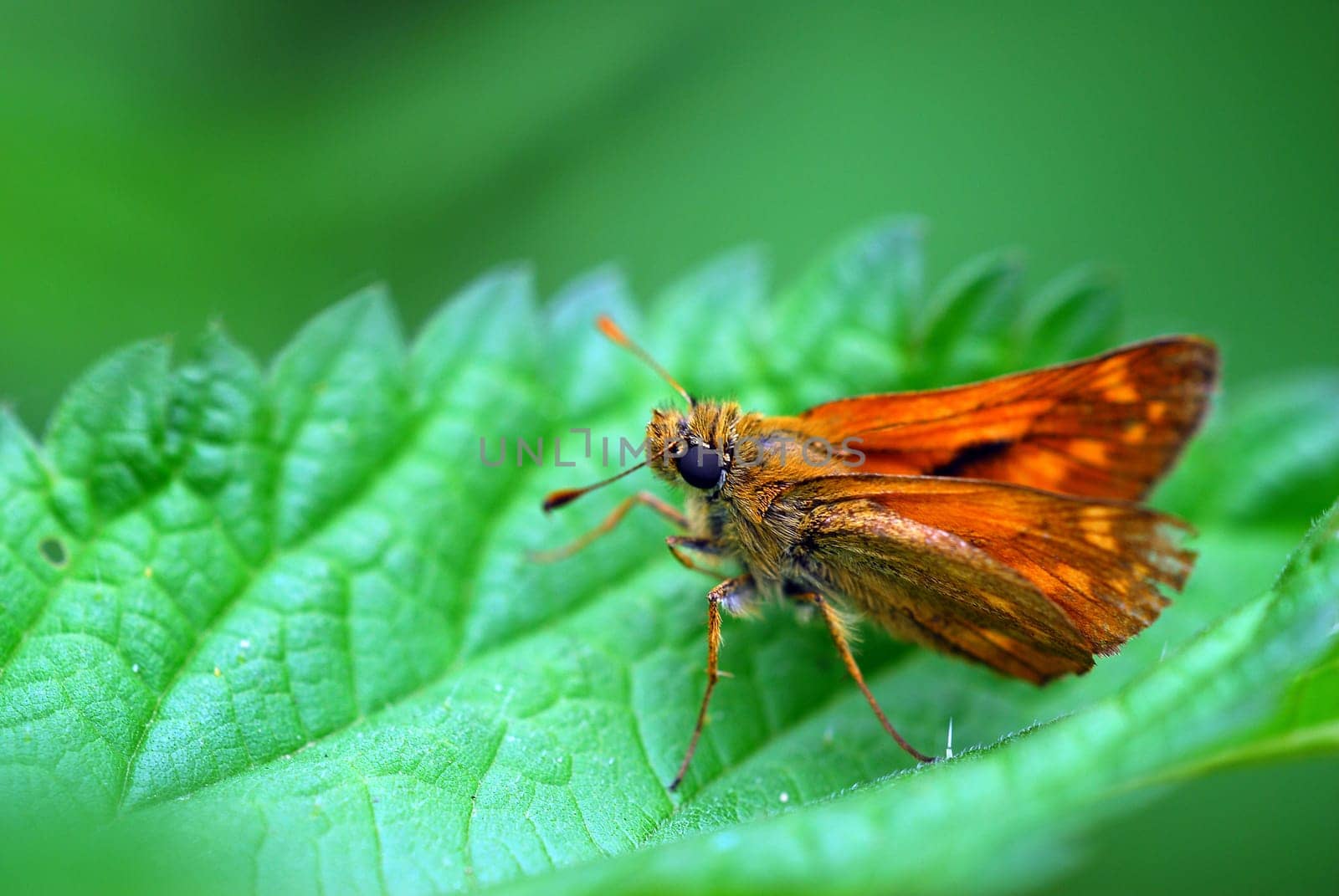 Butterflies