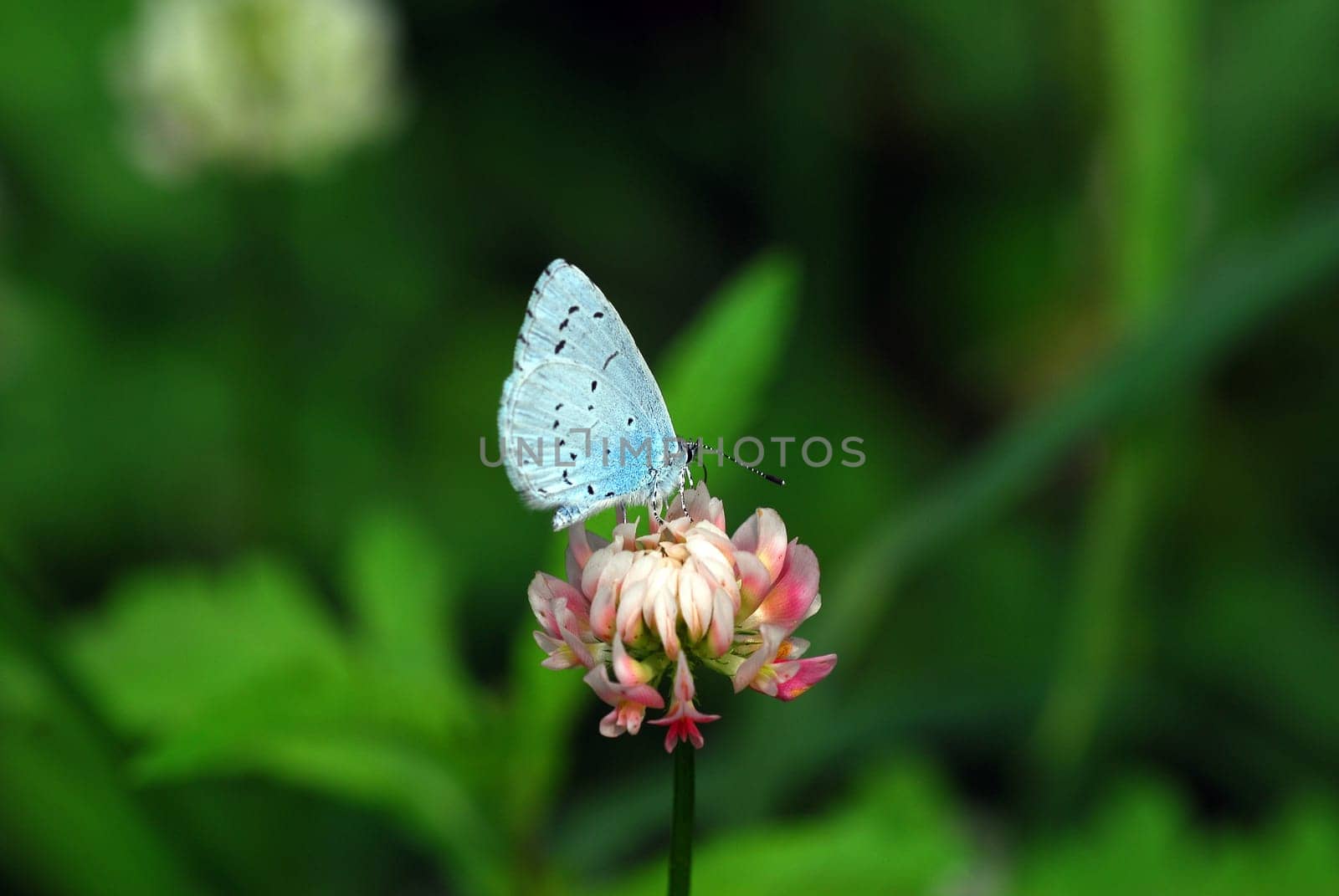 Blue on clover