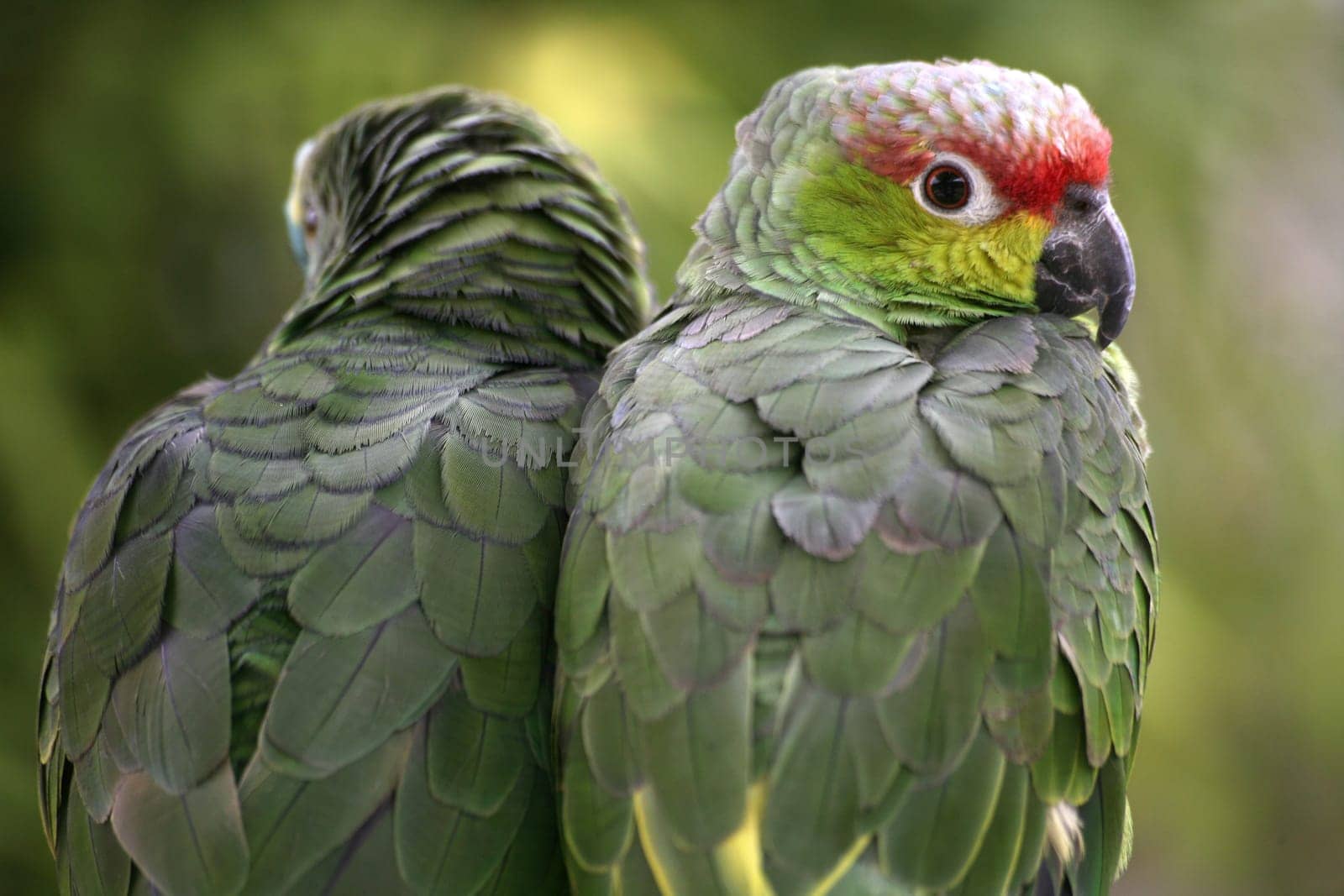 Yellow-cheeked parrot and blue-fronted parrot