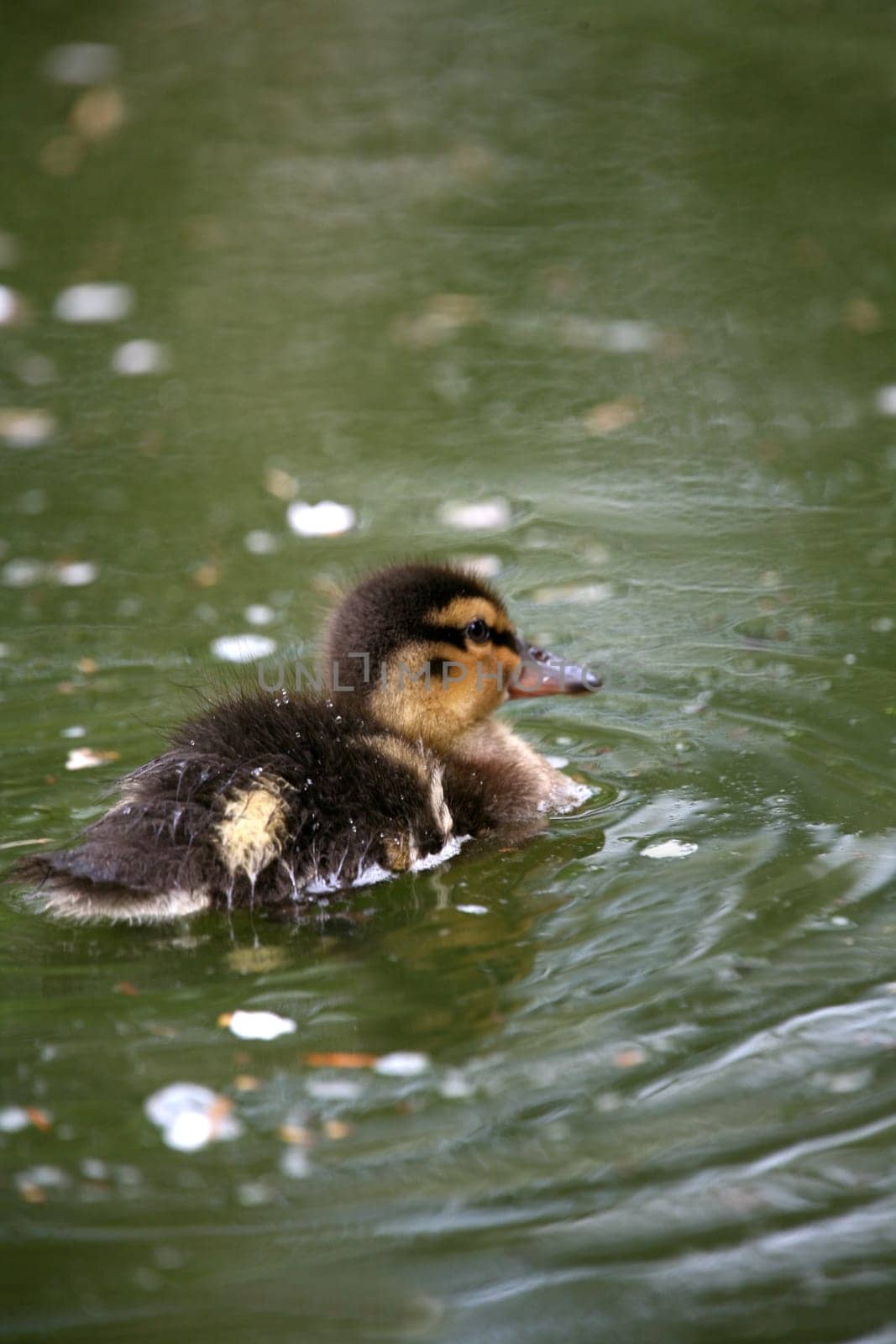 Mallard offspring